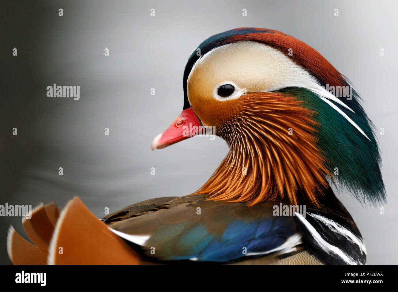 Mandarin duck, (Aix galericulata), habitat East Asia, captive, Germany Stock Photo