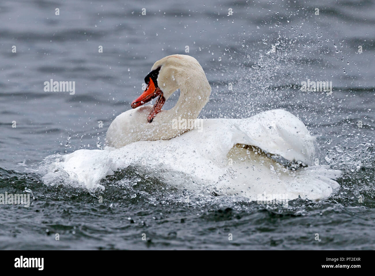 Mute Swan, (Cygnus olor), wildlife, Germany, Stock Photo