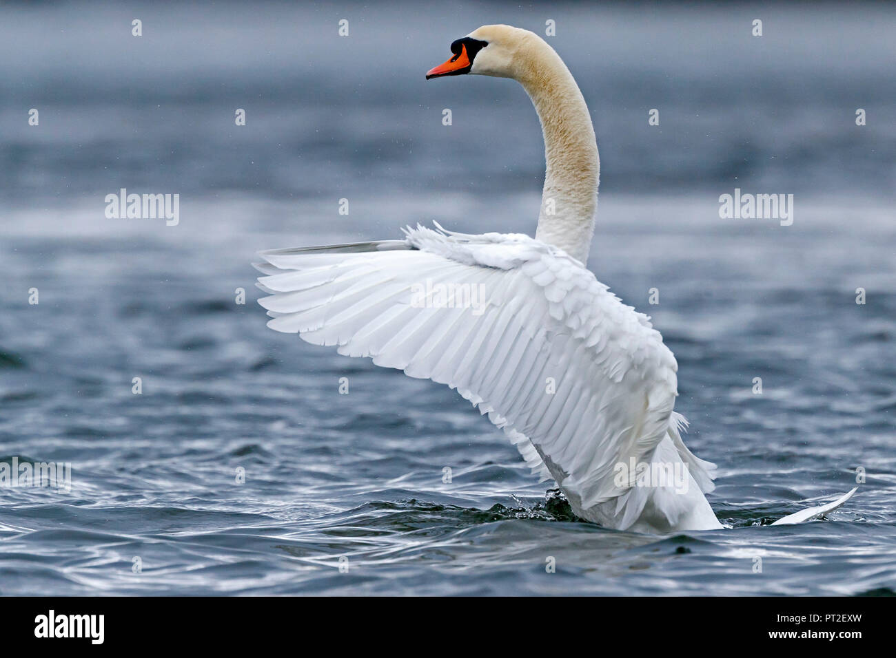 Mute Swan, (Cygnus olor), wildlife, Germany, Stock Photo