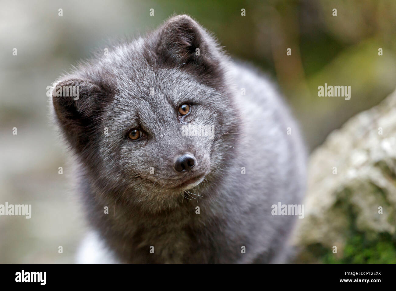 Arctic Fox, Polar Fox, (Alopex lagopus) Stock Photo