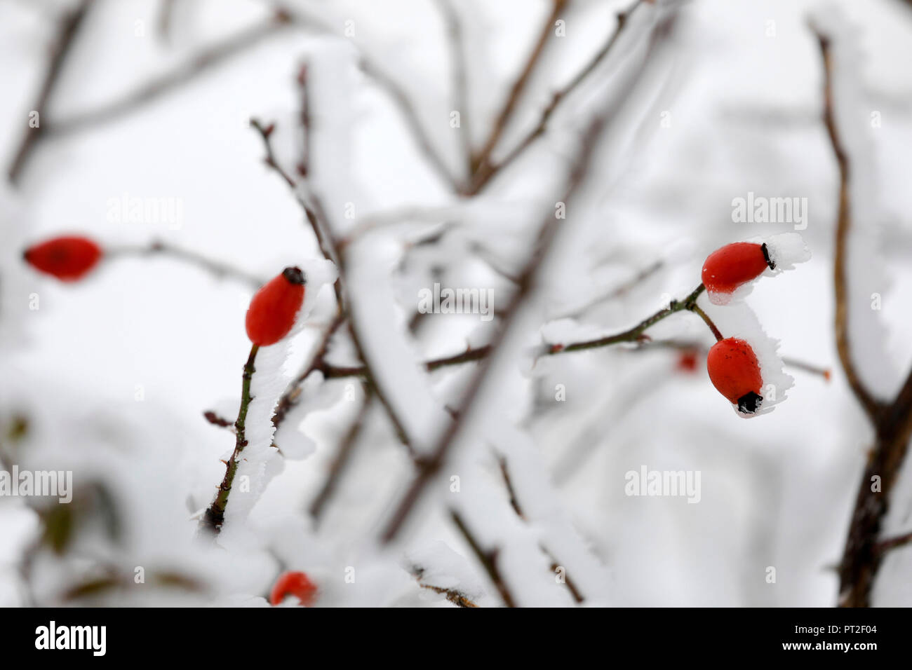 Snow-covered rosehips at the Schliffkopf, Black Forest National Park, Northern Black Forest, Black Forest High Road, Baden-Wuerttemberg, Germany Stock Photo