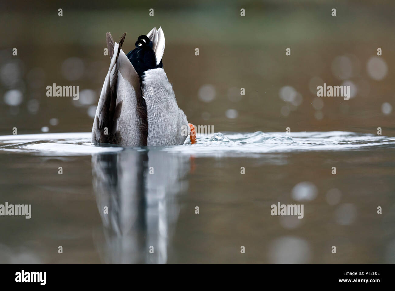 Mallard, (Anas platyrhychos), Germany, wildlife Stock Photo