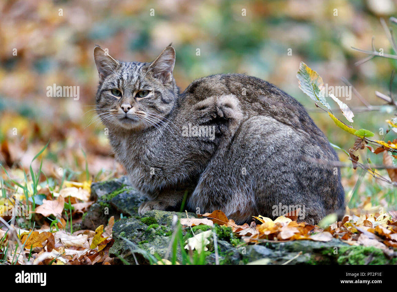 Wildcat, (Felis silvestris), captive, Germany Stock Photo