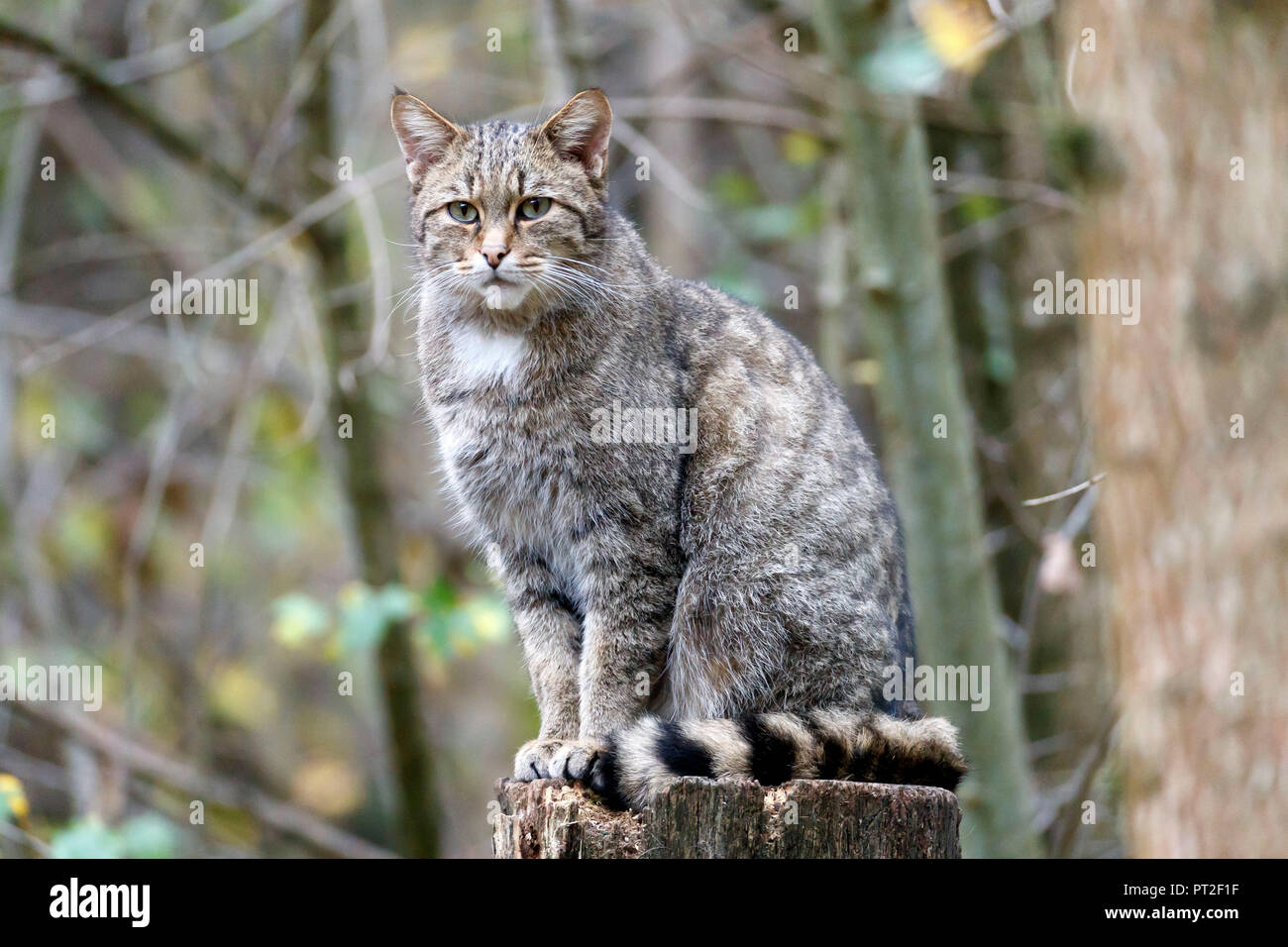 Wildcat, (Felis silvestris), captive, Germany Stock Photo