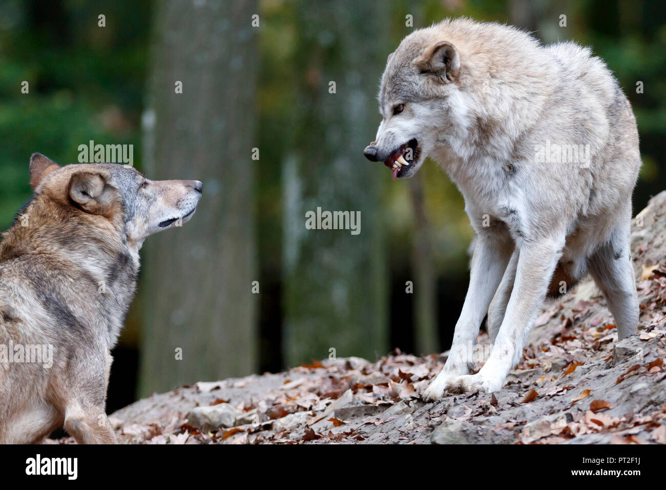 Eastern Wolf, Wolf, Algonquin wolf, (Canis lupus lycaon), captive Stock Photo