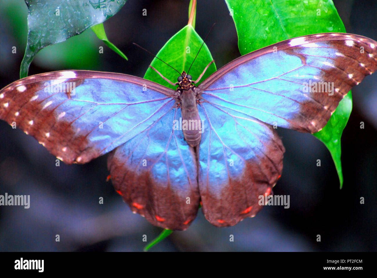 A beautiful, large Blue Morpho (Morpho menelaus) butterfly in the cloud forest of Costa Rica Stock Photo