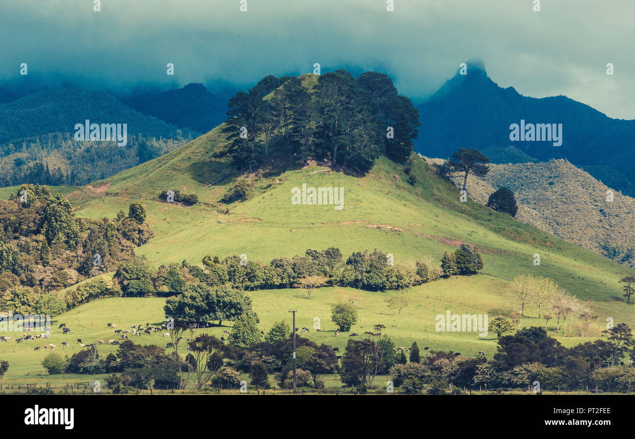 New Zealand, North Island, Hilly Landscape in Matamata, Stock Photo