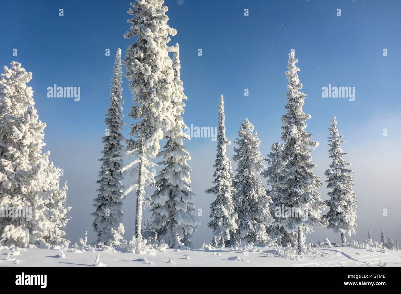 Canada, Canadian Rocky Mountains, British Columbia, Golden Kicking