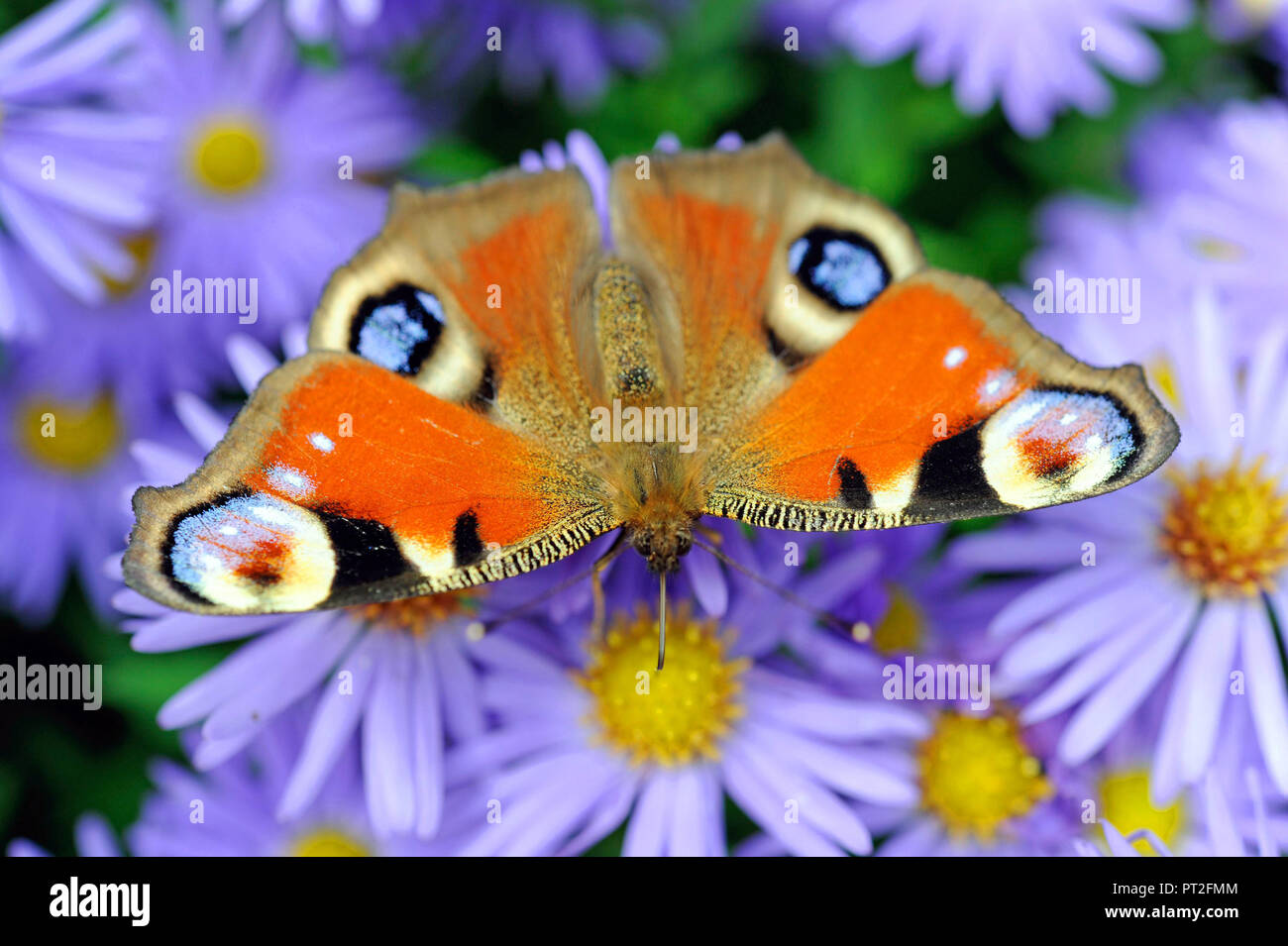Peacock butterfly nibbling nectar on the flowers of wild chrysanthemum in the garden Stock Photo