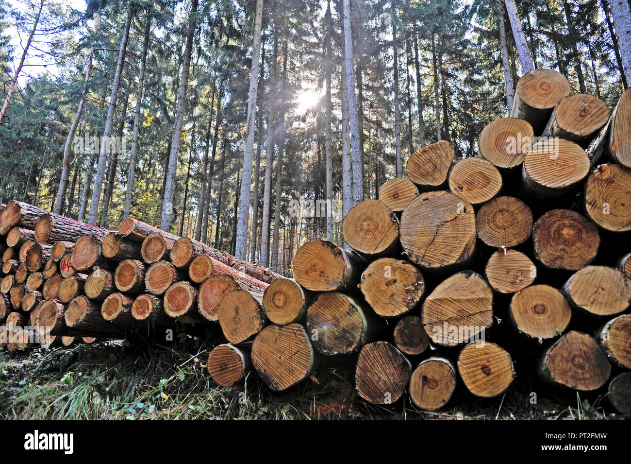 Pine and beech trunks stacked on the wood storage area, in the forest, prepared for transport. Stock Photo