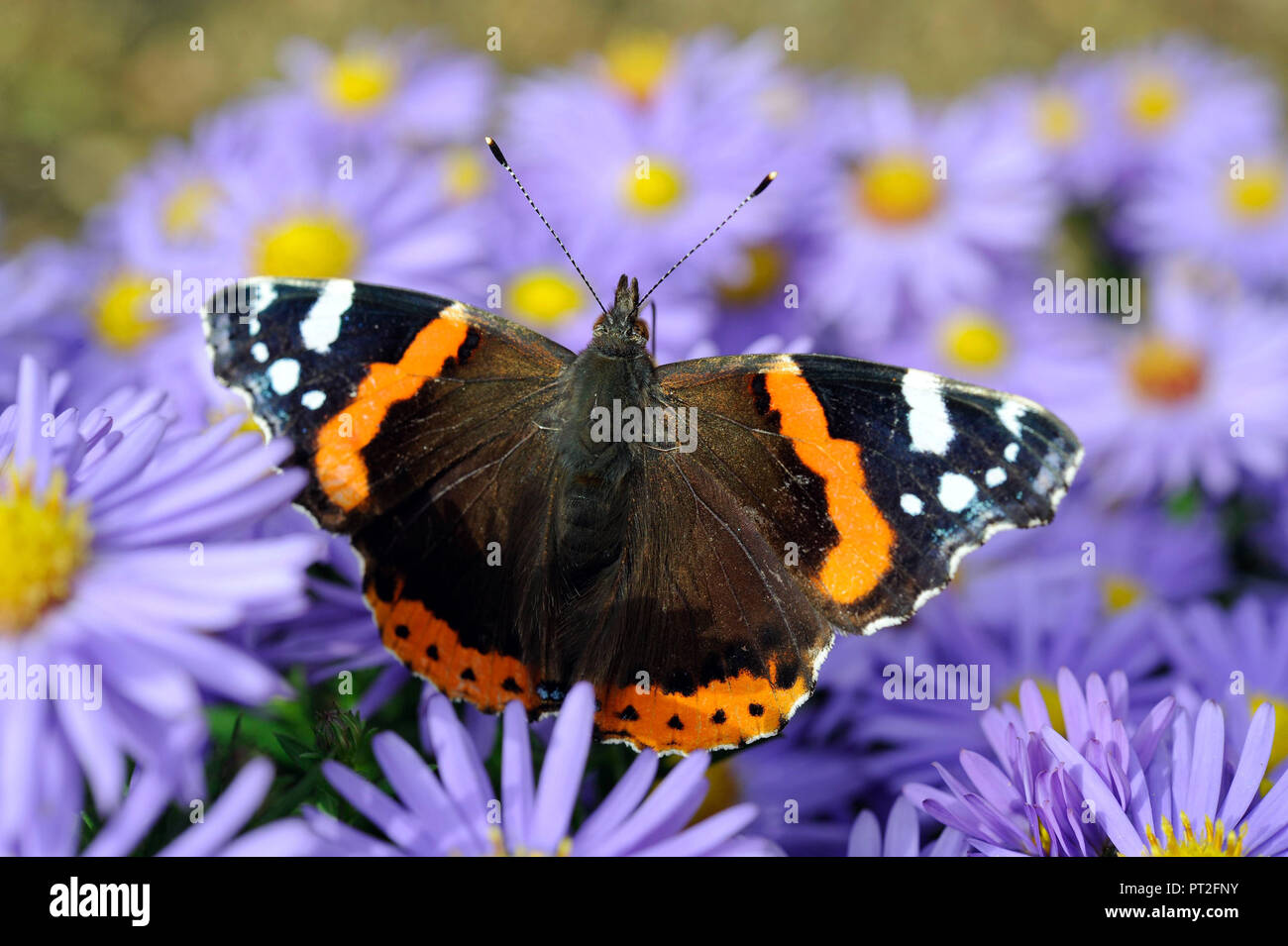Admiral nibbling nectar on the flowers of the autumn asters in the garden Stock Photo