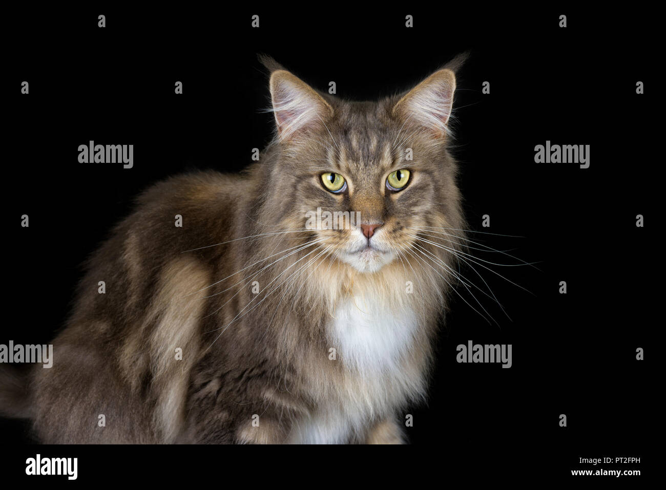 Portrait of Maine Coon in front of black background Stock Photo - Alamy