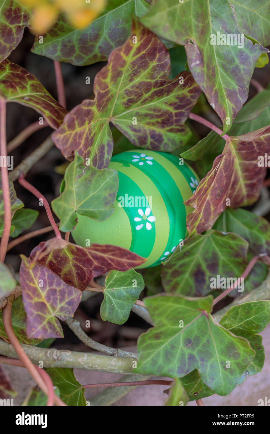Hiding Easter egg between ivy leaves Stock Photo