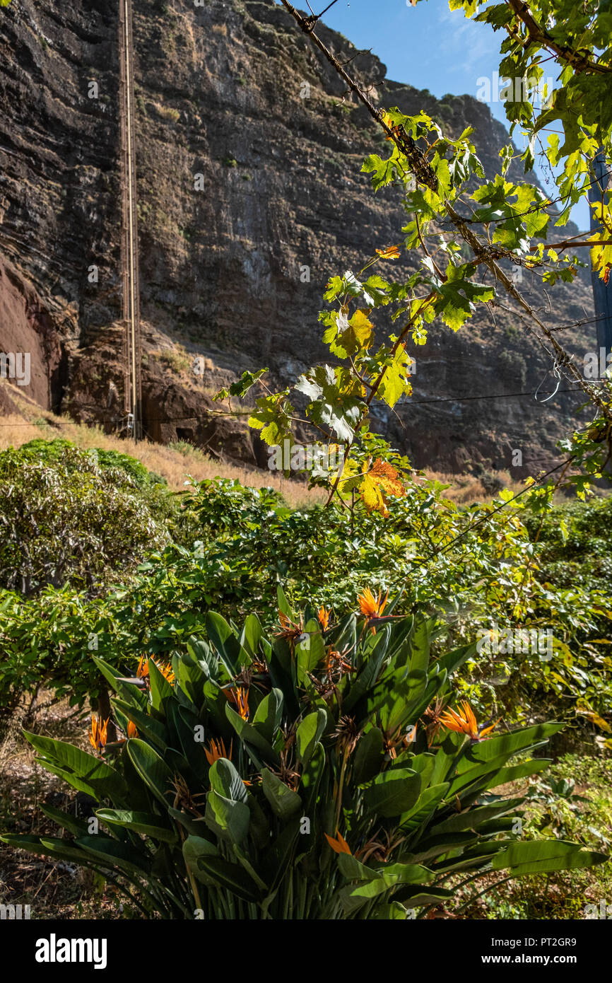 Faja dos Padres - 2018 - Madeira Island Stock Photo