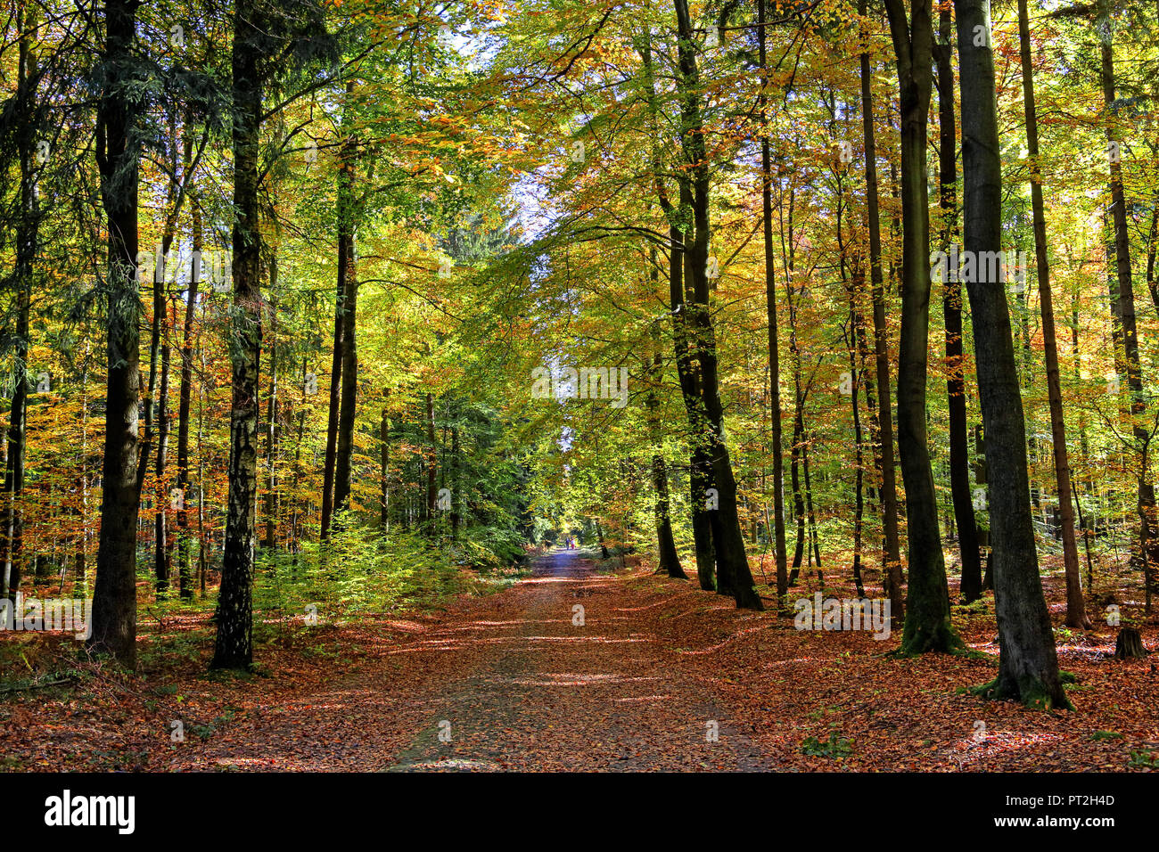Forest path through beech forest at hinterhermsdorf hi-res stock ...
