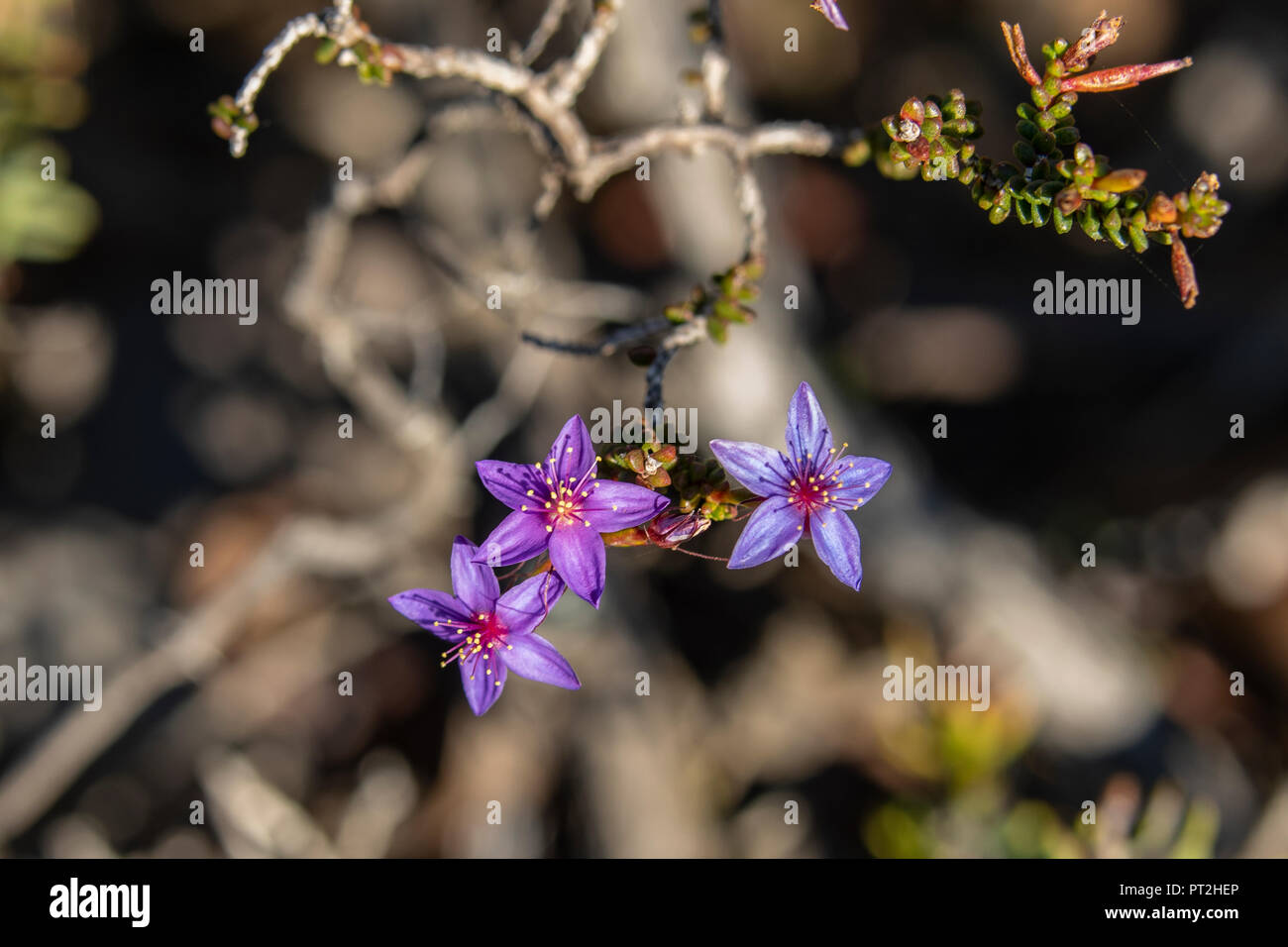 Calytrix leschenaultii, Posy Starflower Stock Photo