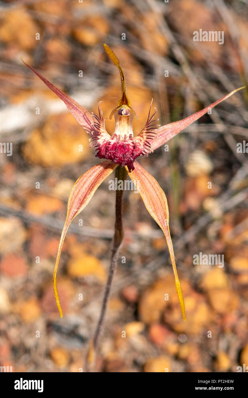 Caladenia ferruginea, Rusty Spider Orchid Stock Photo