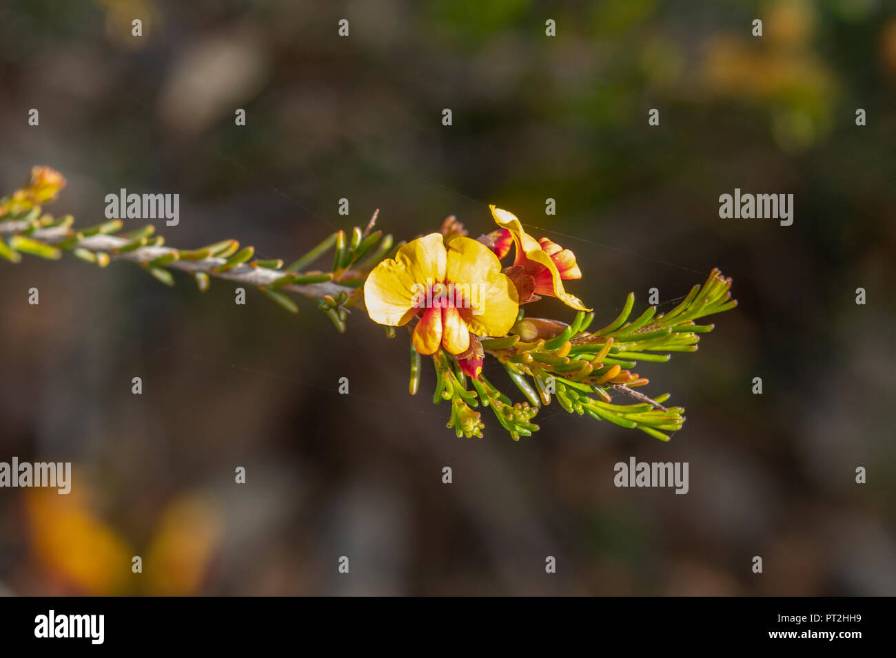 Dillwynia laxiflora Stock Photo
