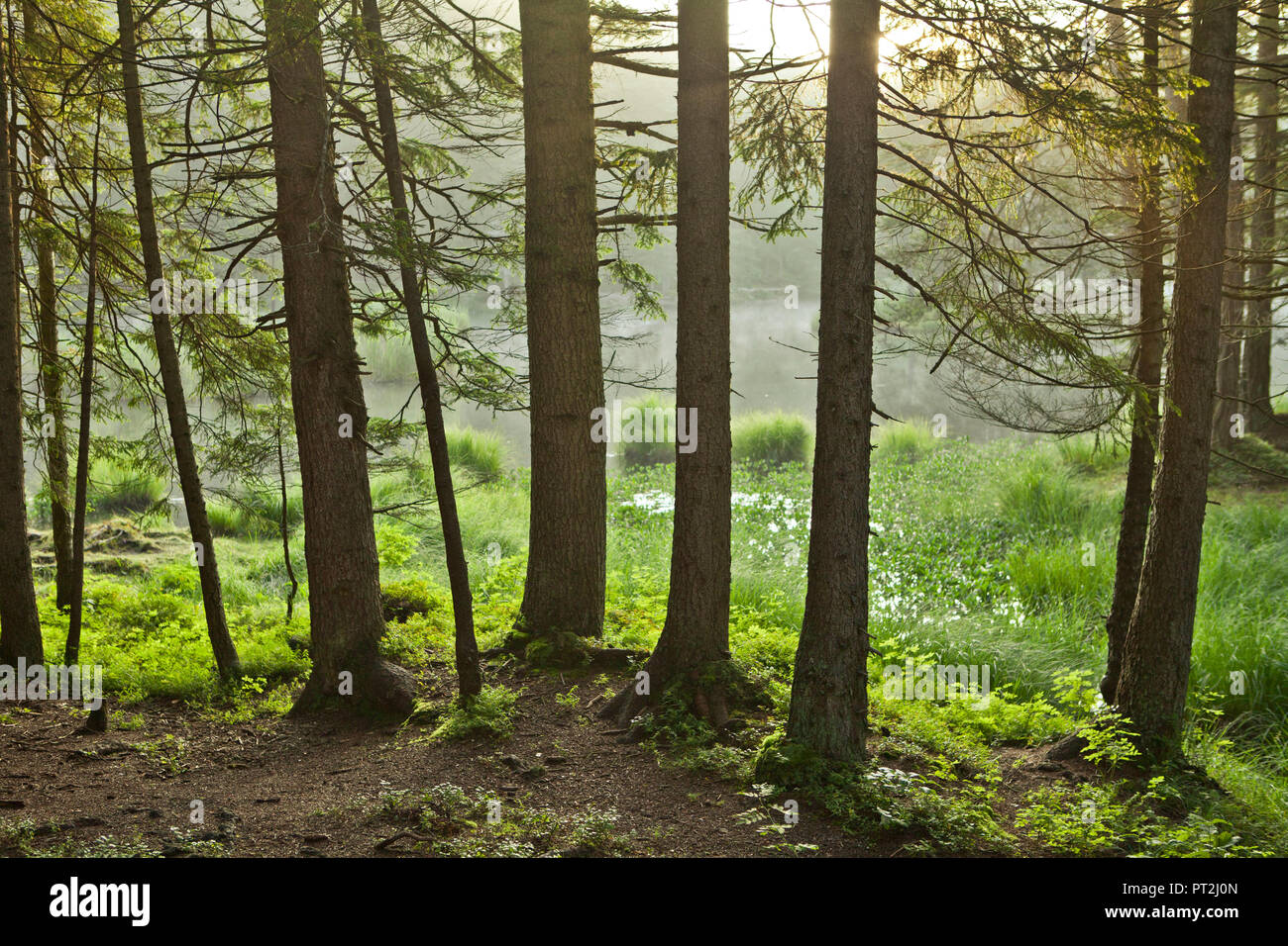 Mood forest hi-res stock photography and images - Alamy