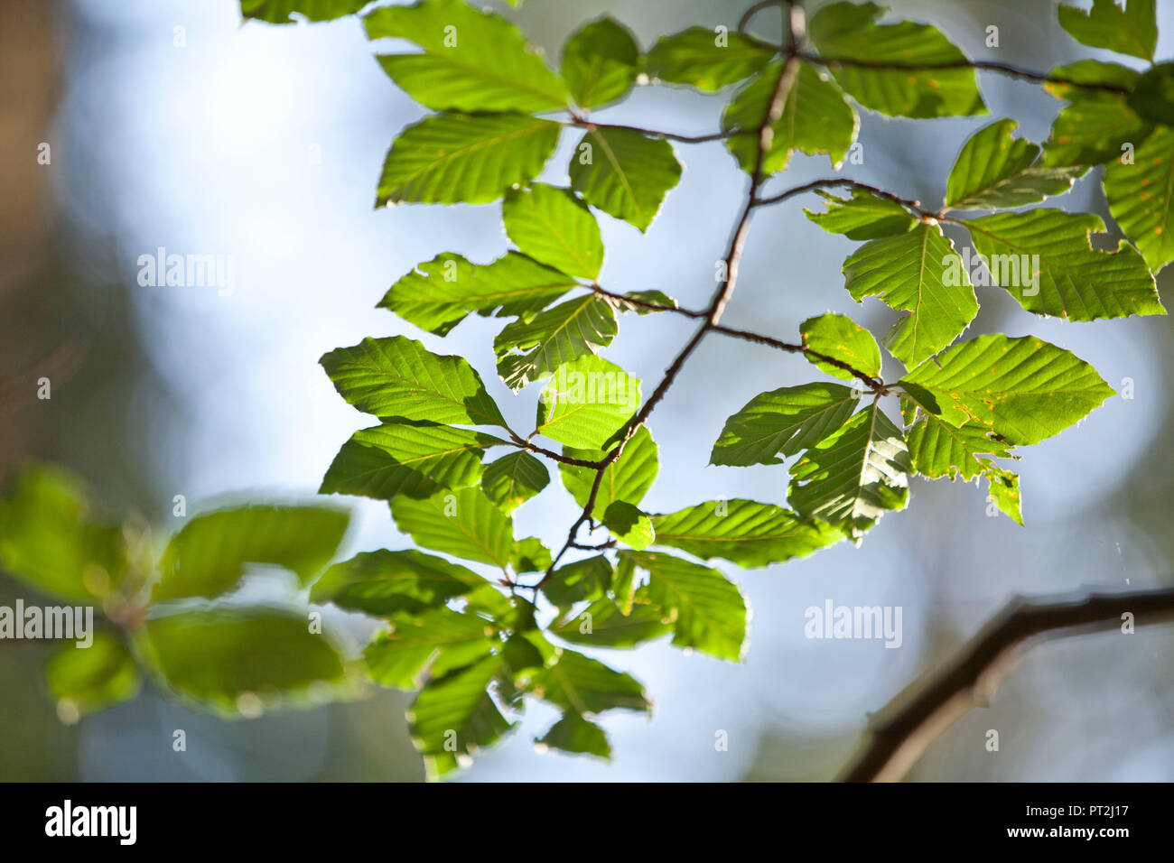 Beech leaves hi-res stock photography and images - Alamy