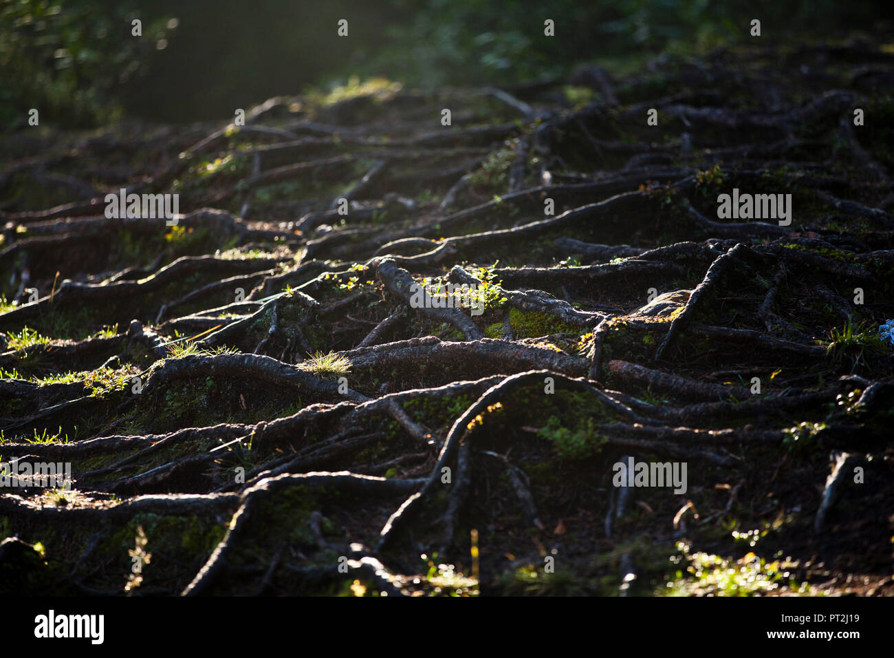 Forest soil hi-res stock photography and images - Alamy