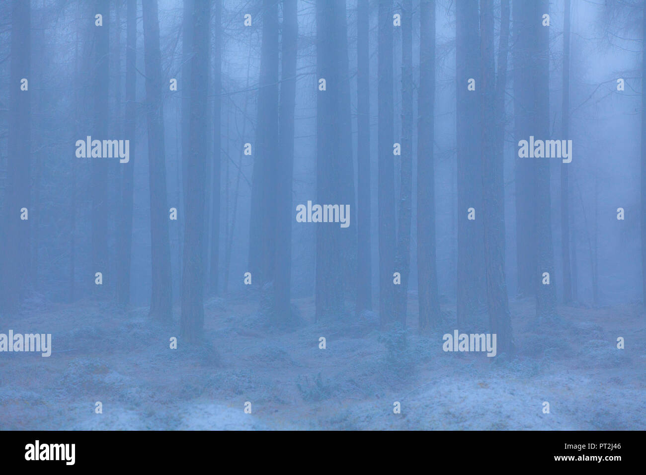Misty mood in the larch forest hi-res stock photography and images - Alamy