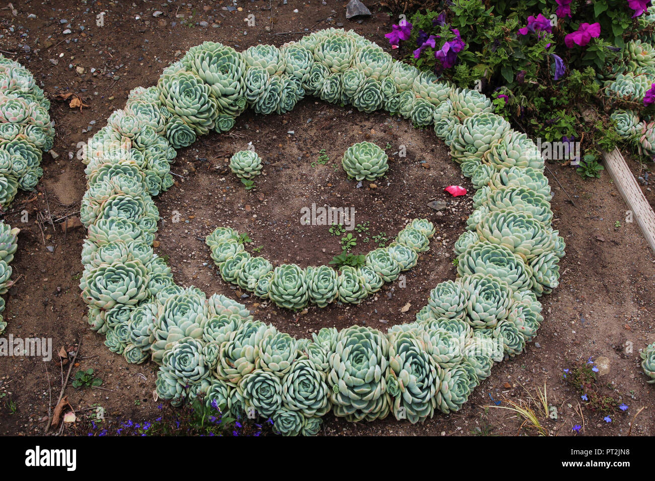 A smiley face made out of succulents planted in a garden in California, USA Stock Photo