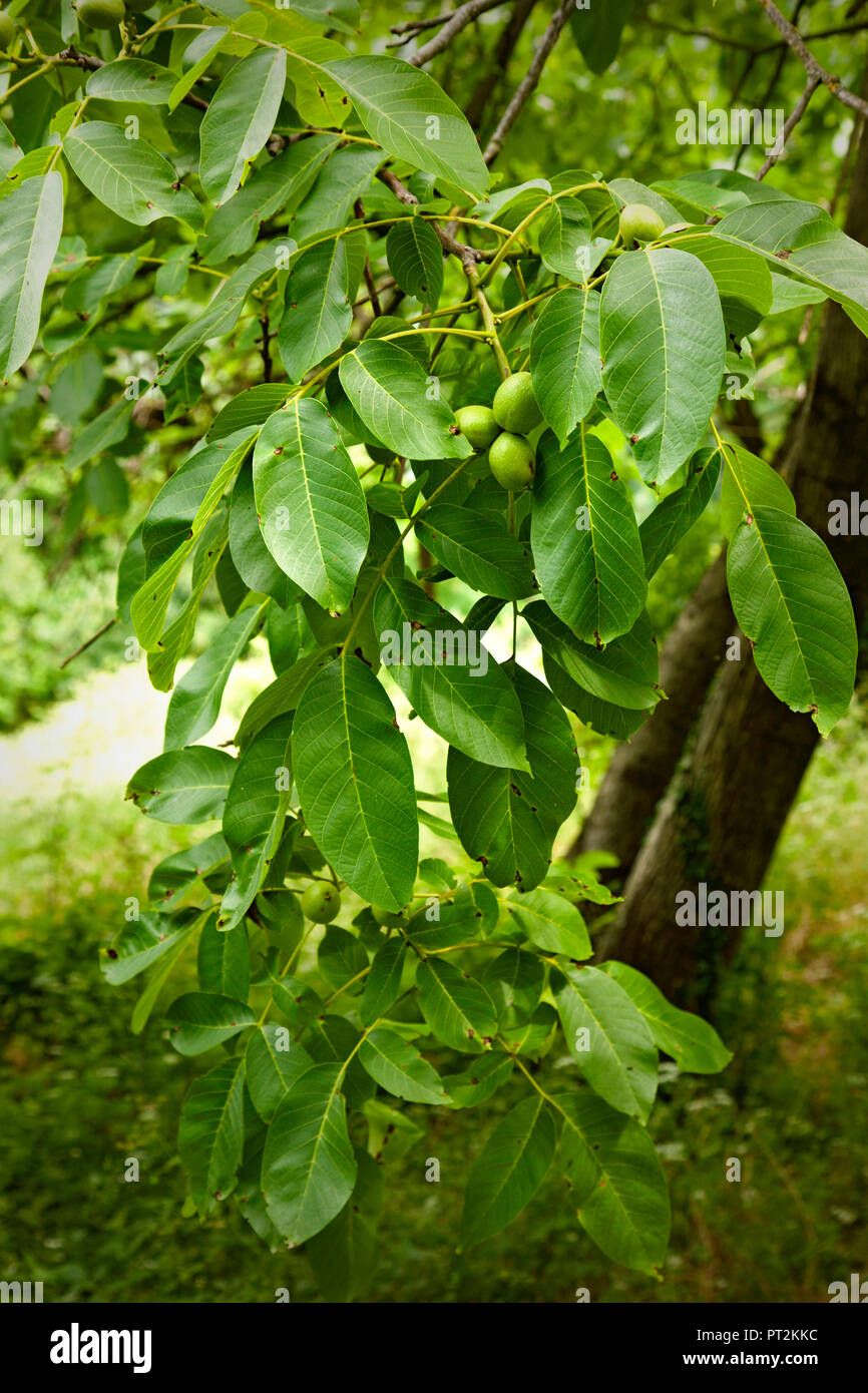 Walnut, fruits, Tuscany, Italy Stock Photo Alamy
