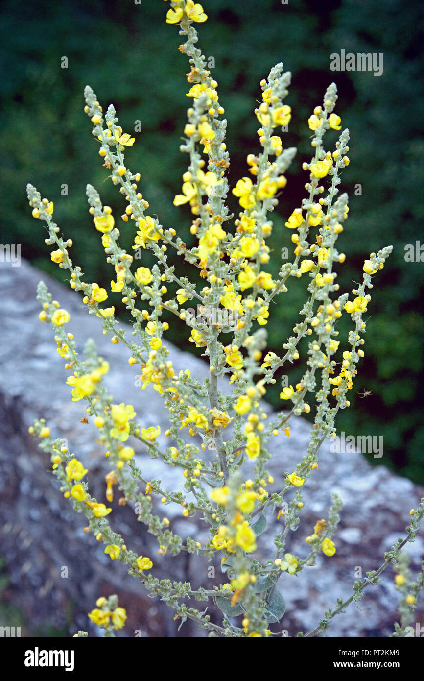 Wild Flowers In Tuscany Italy High Resolution Stock Photography and ...