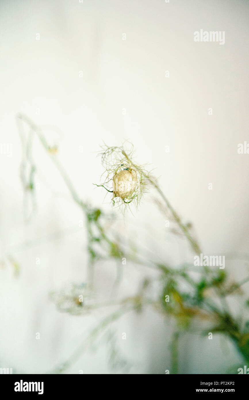Flowers, Grasses, Vase, Dried Stock Photo Alamy