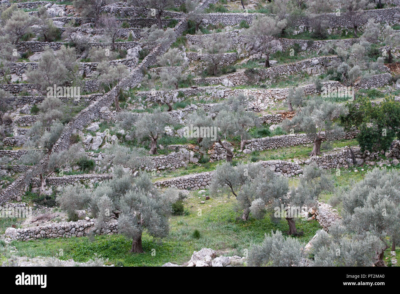Spain, Balearic Islands, Majorca, Caimari, olive plantation, olive trees, terraced, olive growing area Stock Photo