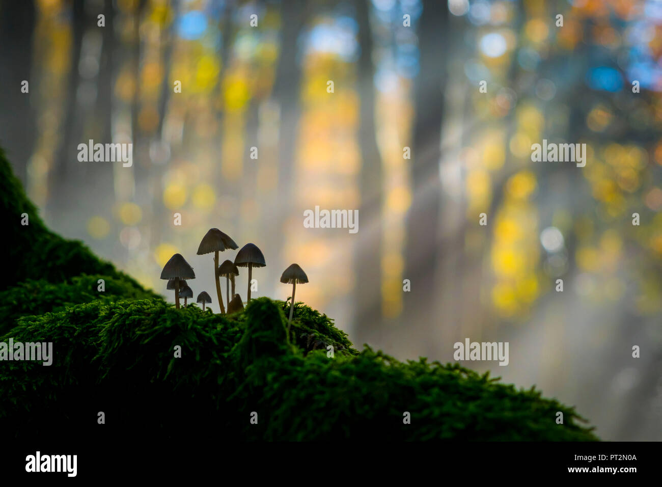 Foreste Casentinesi National Park, Badia Prataglia, Tuscany, Italy, Europe, Mushrooms on trunk covered with moss, Stock Photo