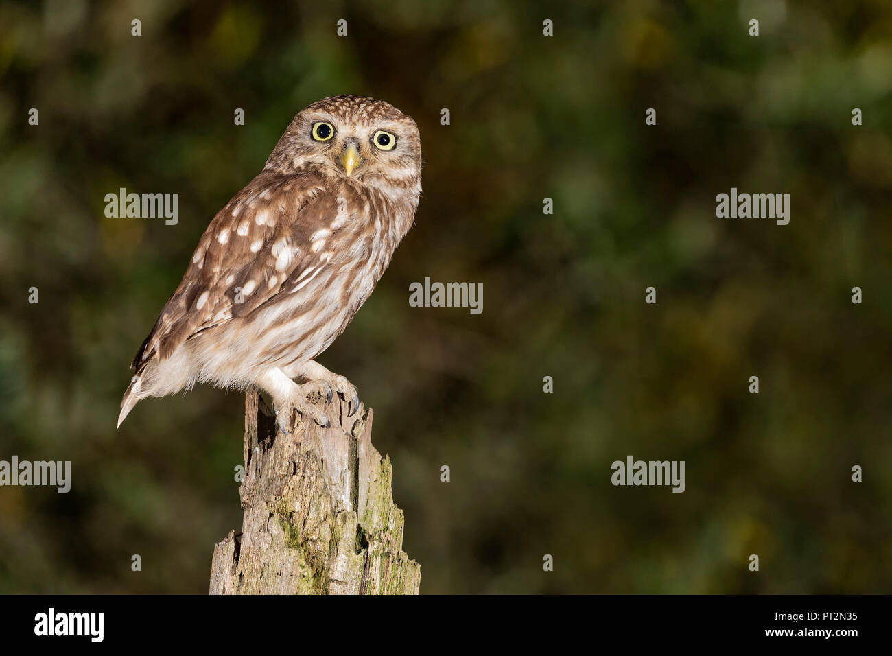 an owl resting on a warm summer evening, La Spezia province, Ligurian district, Northern Italy, Europe Stock Photo