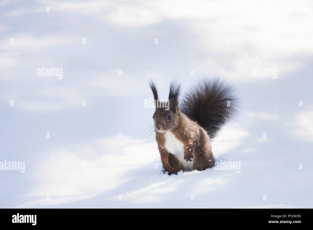Wild squirrel into the snow of Val Roseg, Pontresina, Canton of Graubunden, Switzerland, Europe Stock Photo