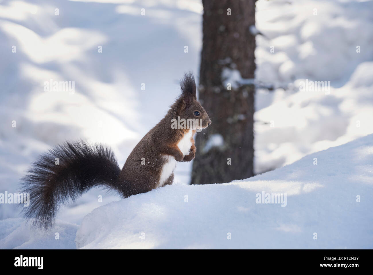 Wild squirrel in the woodland of Val Roseg, Pontresina, Canton of Graubunden, Switzerland, Europe Stock Photo