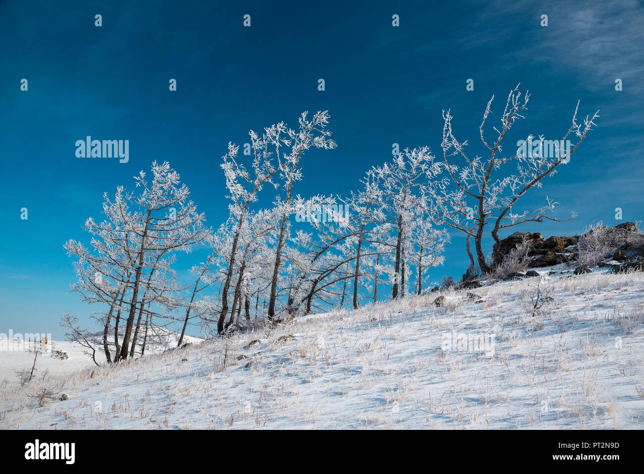 Trees under the snow, Tazhiran steppe, Irkutsk region, Siberia, Russia Stock Photo