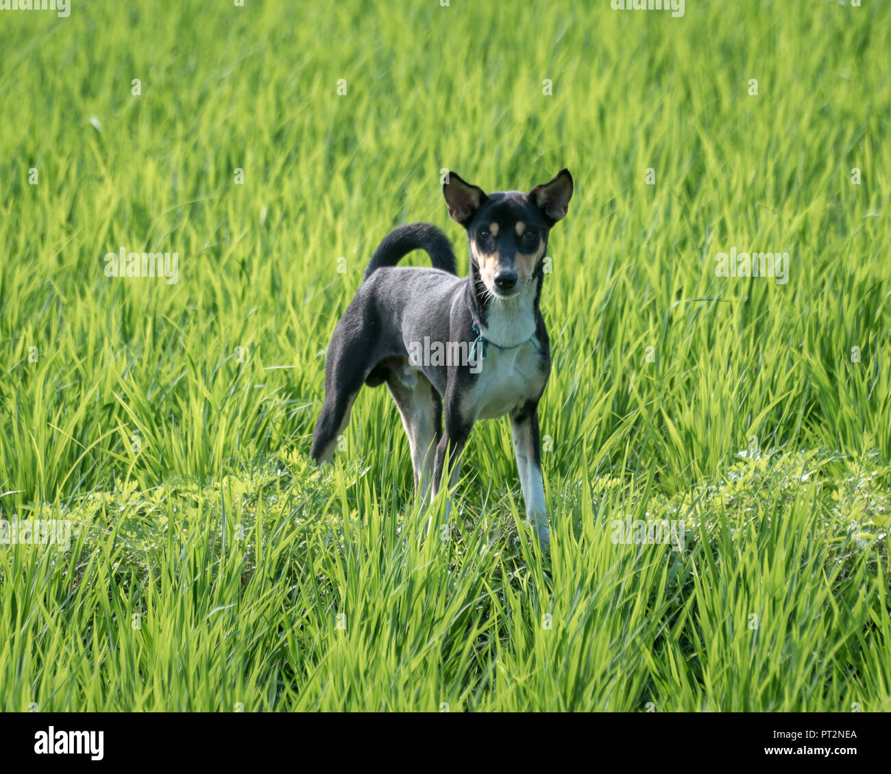 A beautiful Stray dog  standing on a paddy crop field. Stock Photo