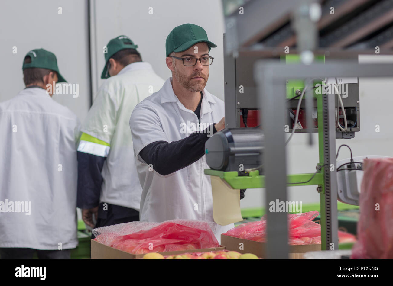 Worker checking system process in apple factory Stock Photo