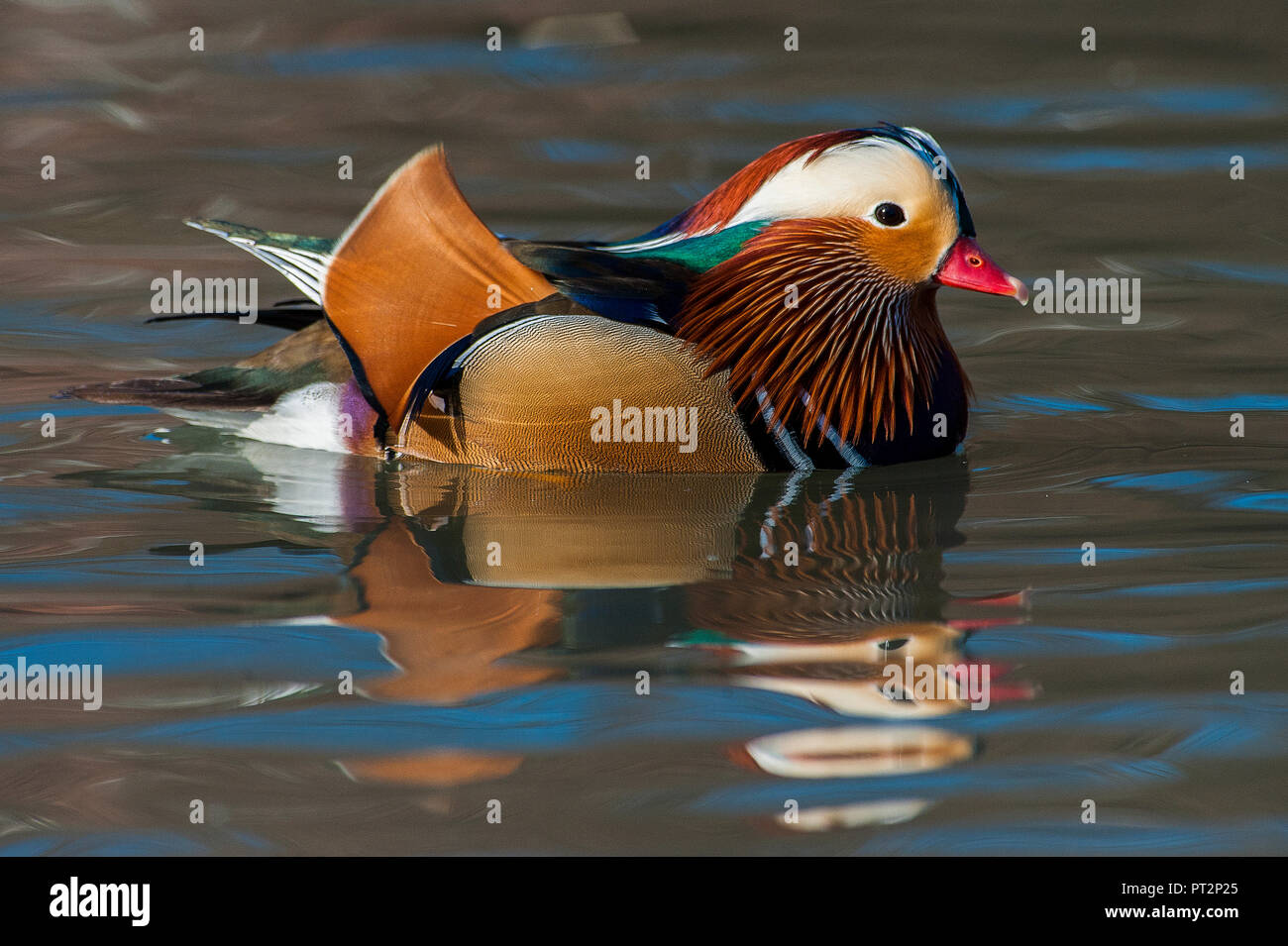 Swimming male Mandarin duck Stock Photo