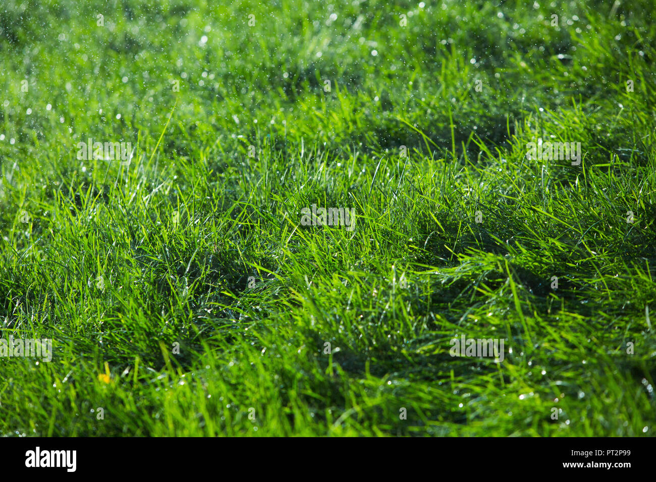 Green Grass Seamless Texture Background Of A Green Grass Green Grass Texture Stock Photo Alamy Green Grass Seamless Texture Background Of A Green Grass Green Grass Texture Stock Photo Alamy
