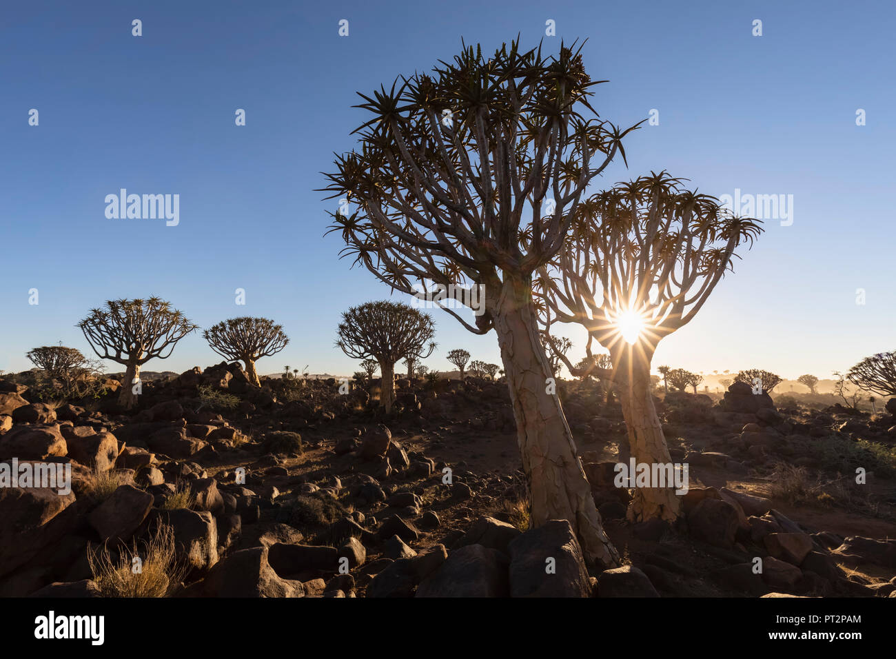Africa, Namibia, Keetmanshoop, Quiver Tree Forest at sunrise Stock Photo