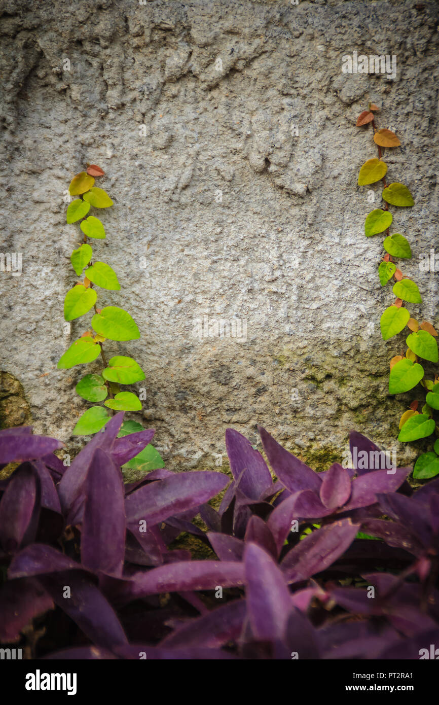 Rough wall with ivy and purple leaves background. Climbing fig on rough wall with wandering jew background. Background and texture of green creeping f Stock Photo