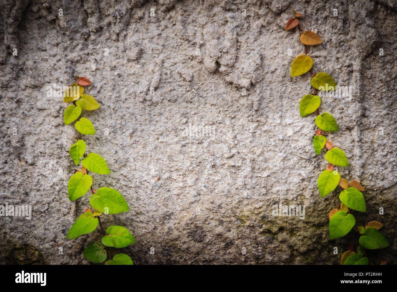 Rough wall with ivy and purple leaves background. Climbing fig on rough wall with wandering jew background. Background and texture of green creeping f Stock Photo