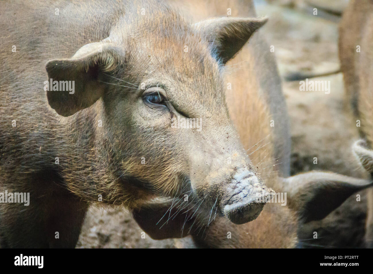 Group of domesticated wild boar eating food in the tropical forest. The wild boar (Sus scrofa
