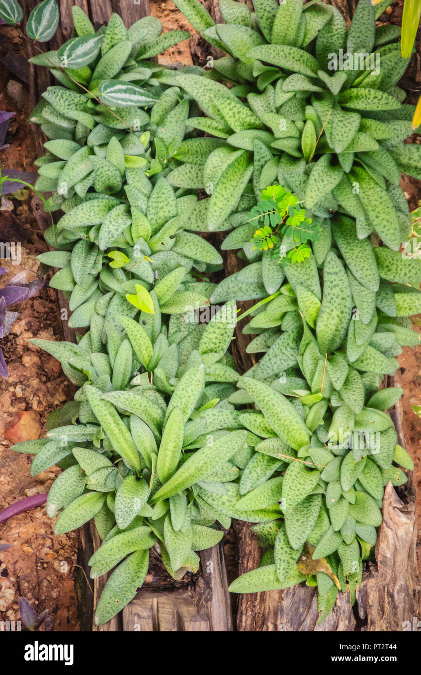 Greenery background of Drimiopsis maculata leaves in the garden. Drimiopsis maculata, also known by the common names as little white soldiers, African Stock Photo