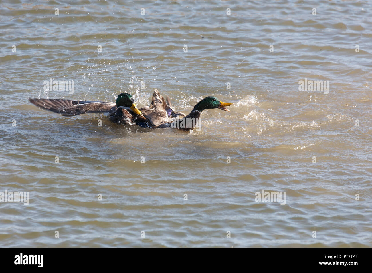 Male Mallard Ducks fight for female in Vancouver BC Canada. Stock Photo