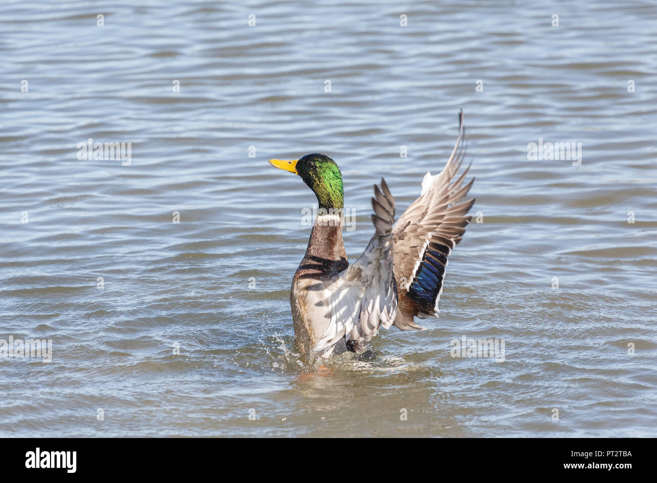 Male Mallard Ducks flapping wings in pond at Vancouver BC Canada Stock