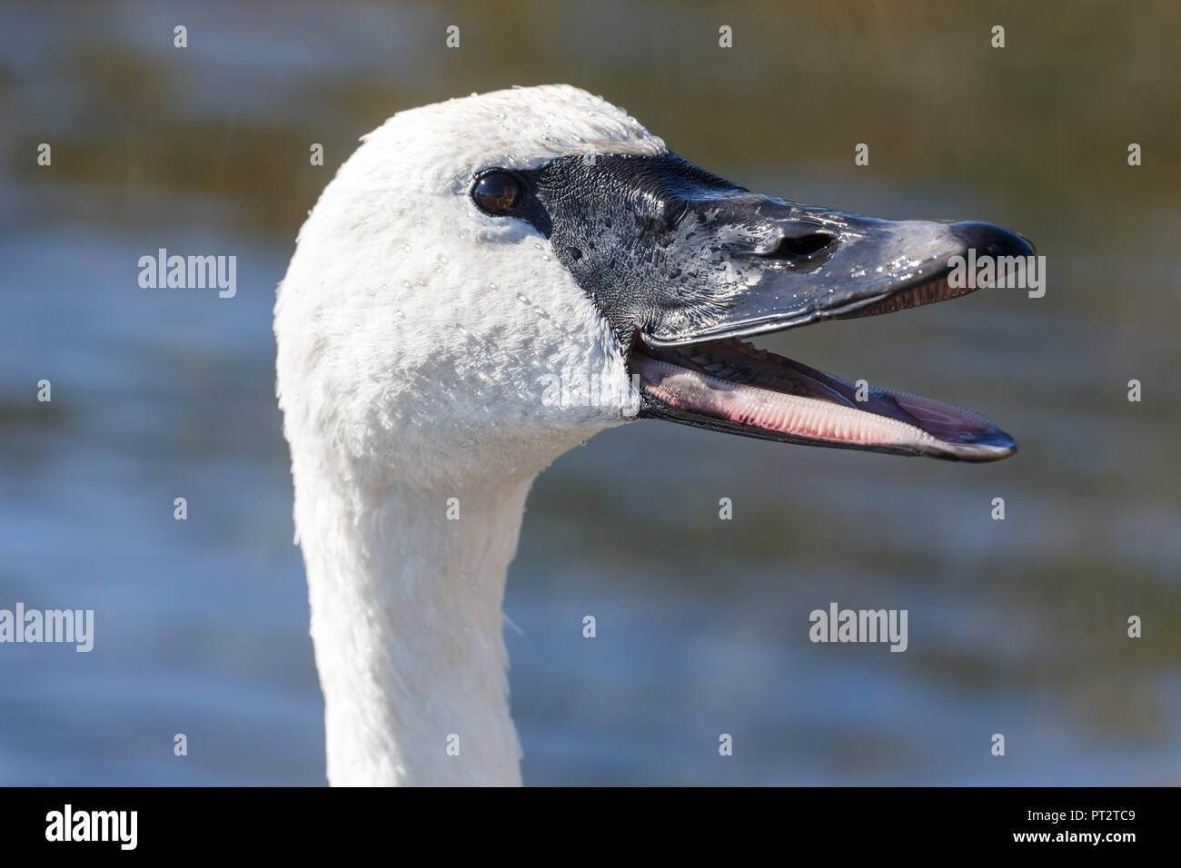 headshot of trumpeter swan  in Vancouver BC Canada. Stock Photo