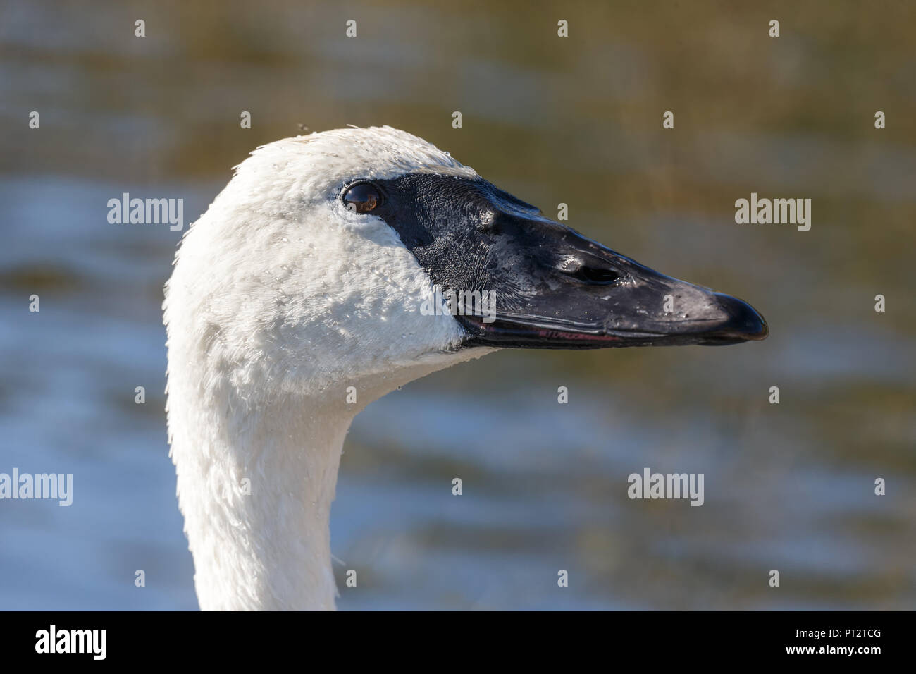 headshot of trumpeter swan  in Vancouver BC Canada. Stock Photo