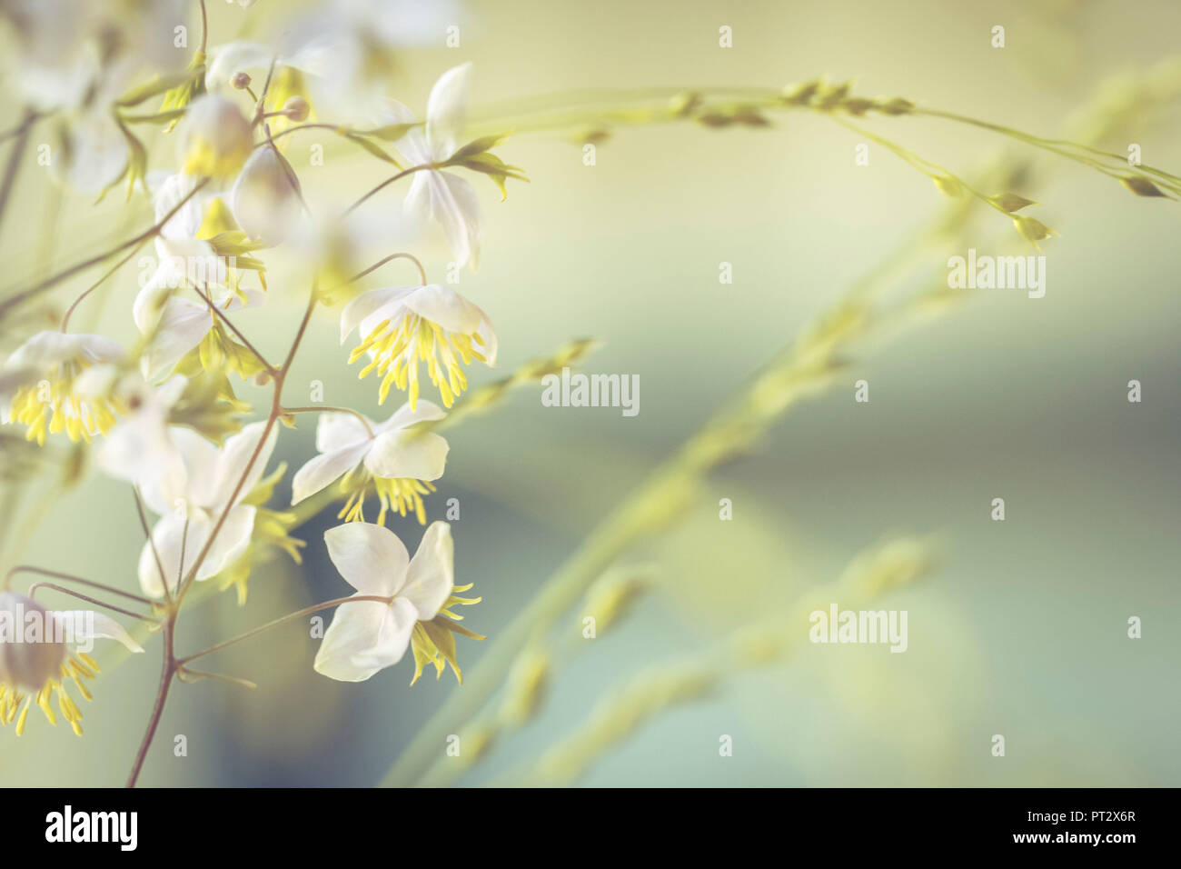 Small flowers coming out big - pastel colors, soft and romantic. Stock Photo